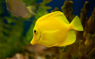 Yellow Tang Fish Wallpaper
