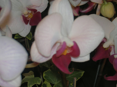 orchid 018