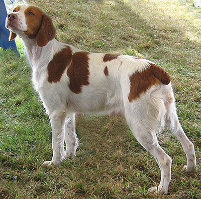 Brittany Dog Photo