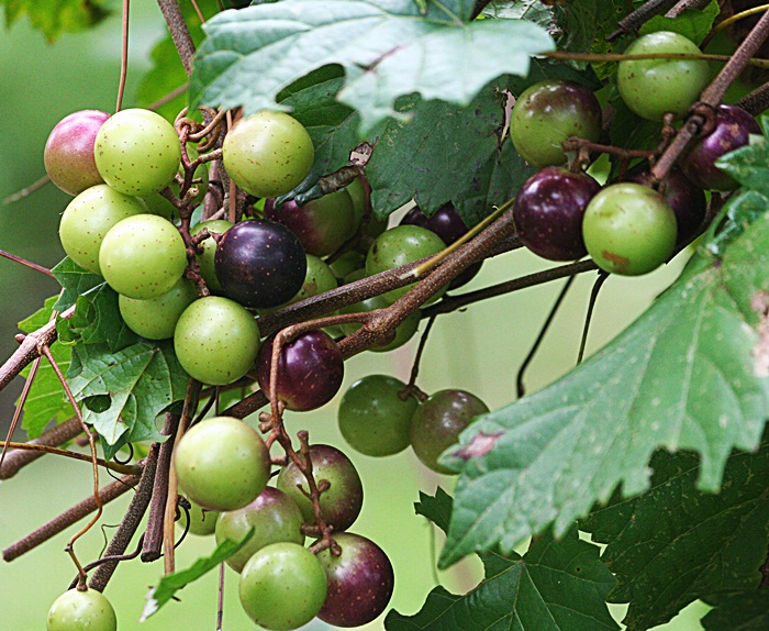 Gardening With Nature This week in the garden 36