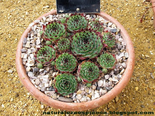 Sempervivum calcareum