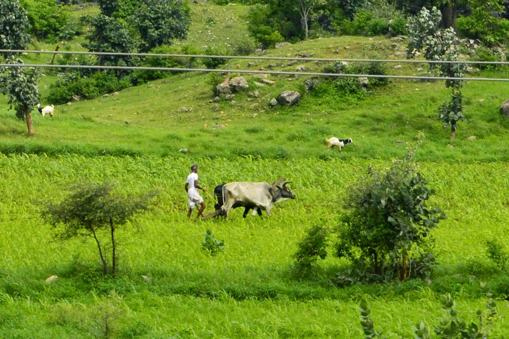 Aravalli Hills / farmer working in farm with ox plowing
