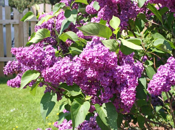 Lilac_Bush_1632548.jpg