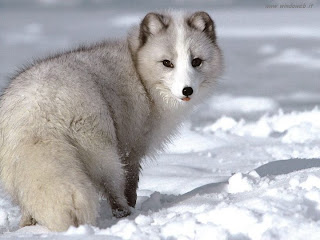 arctic-fox arctic fox snow wild animal