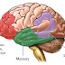 Alzheimer's Disease | Symptoms of Alzheimer's dementia