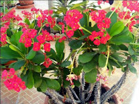 Yuk Intip Manfaat Bunga Euphorbia Milii Bagi Kesehatan nama latin gambar kandungan kegunaan manfaat khasiat Bunga Euphorbia Milii