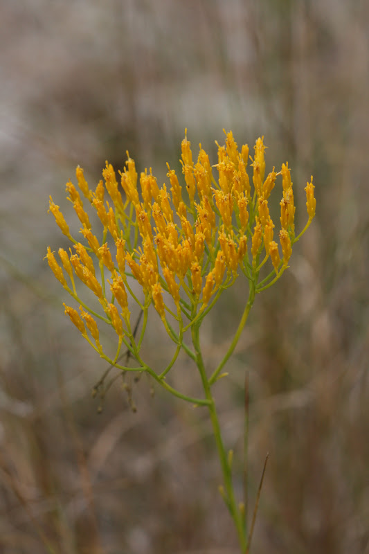 Native Florida Wildflowers Nuttal's Rayless Goldenrod Bigelowia nuttallii
