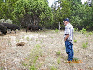 Bill looking over the Cattle