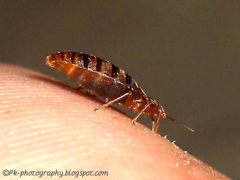 Bed Bugs Pictures Nature, Cultural, and Travel Photography Blog