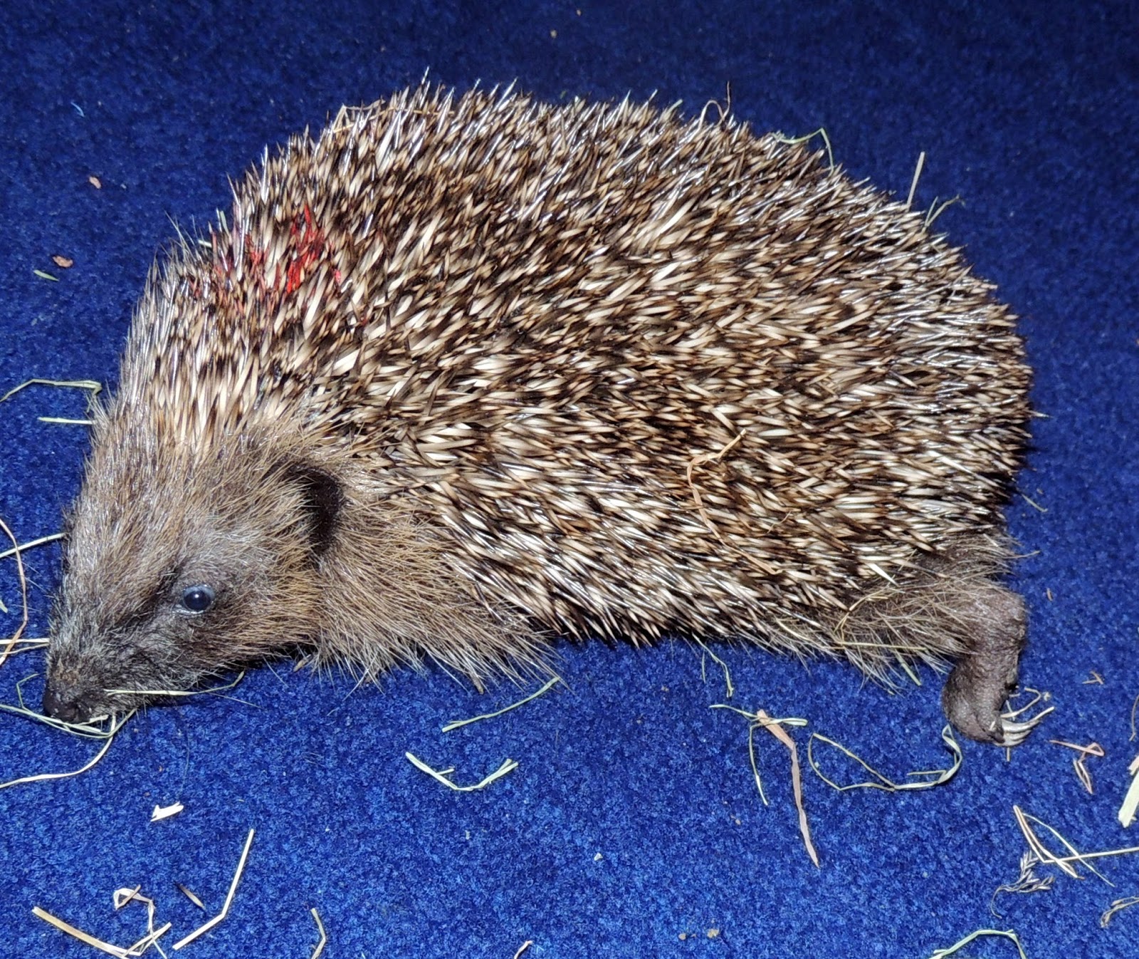 About a Brook: Into Hibernation (for those UK mammals which hibernate)