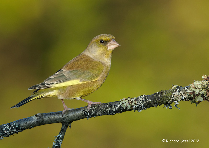 Rooks  Fat Finch — Backyard Birds, Birding & Blogging