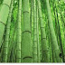 Berguru Pada Bambu