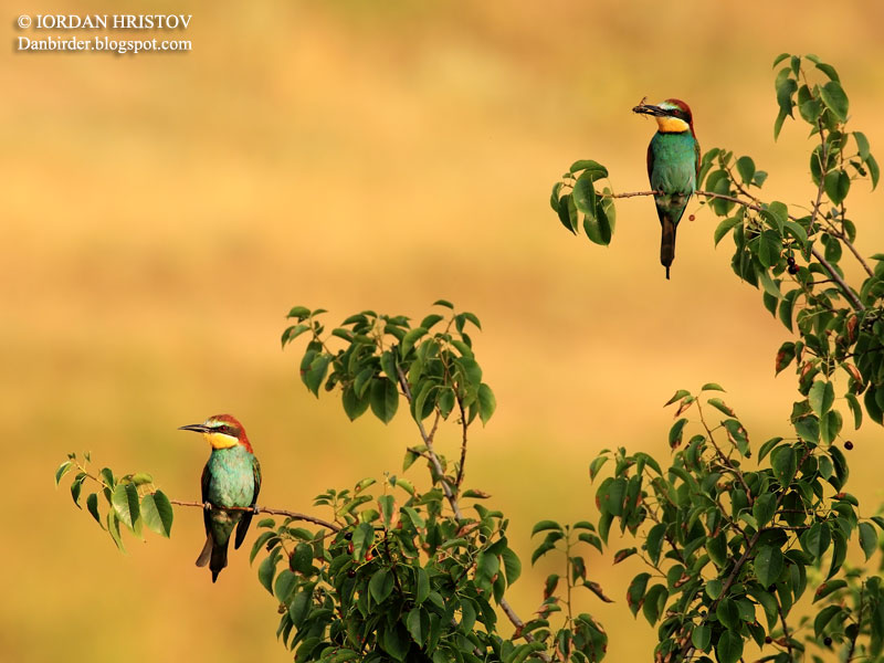 Bee-eater photography Bee-eater photography