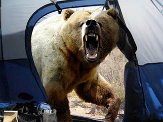 Bear+in+tent.jpg
