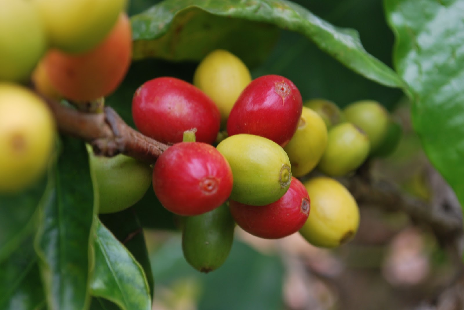 Ripe red organic coffee cherries picked in Honduras, January 2013 Images Frompo