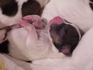Cute Dog Pictures