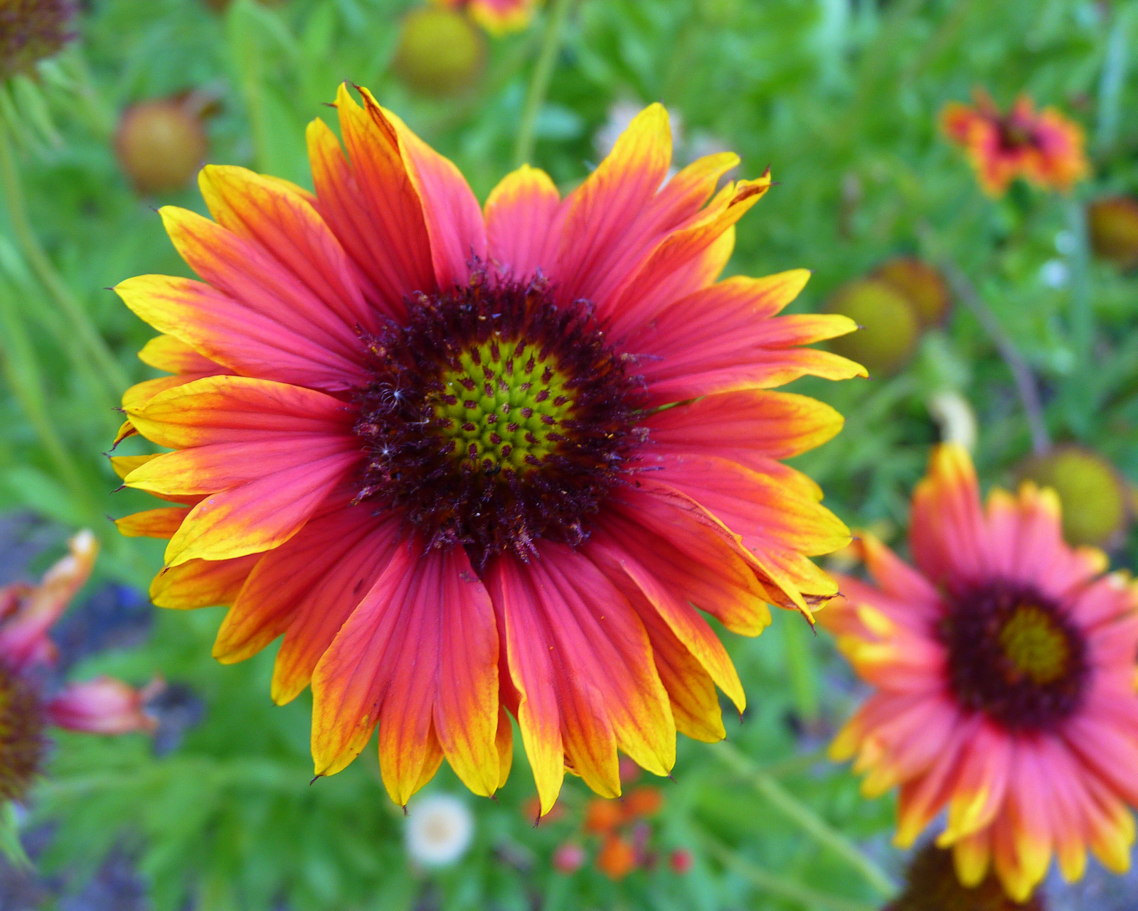 My Florida Backyard Blanket on the Ground