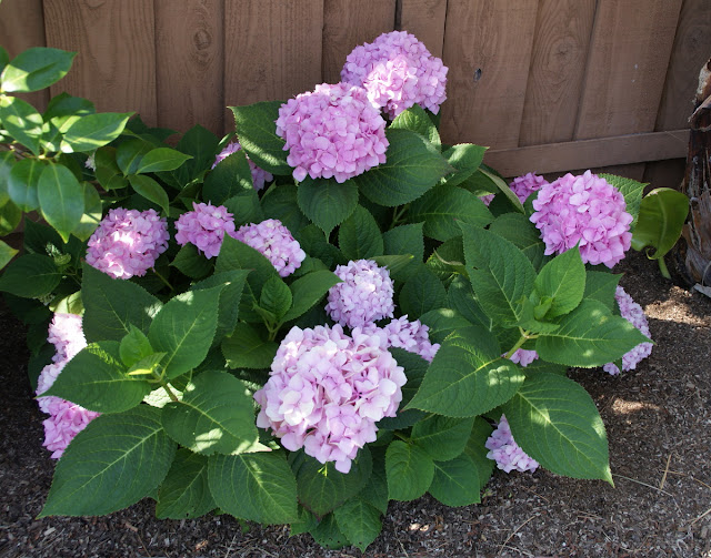 Bumble Lush Garden Hydrangeas In Bloom Endless Summer And