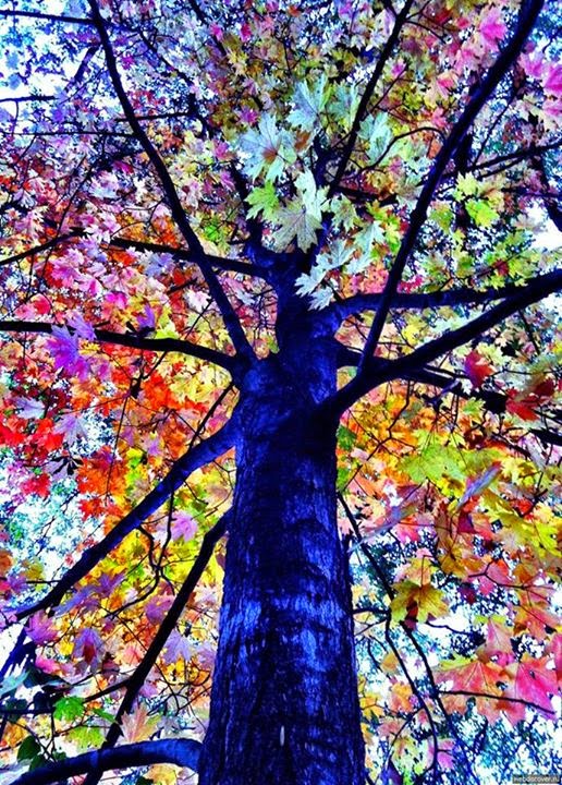 very unique and rare colorful trees hd wallpapers update very unique and rare colorful trees hd wallpapers update