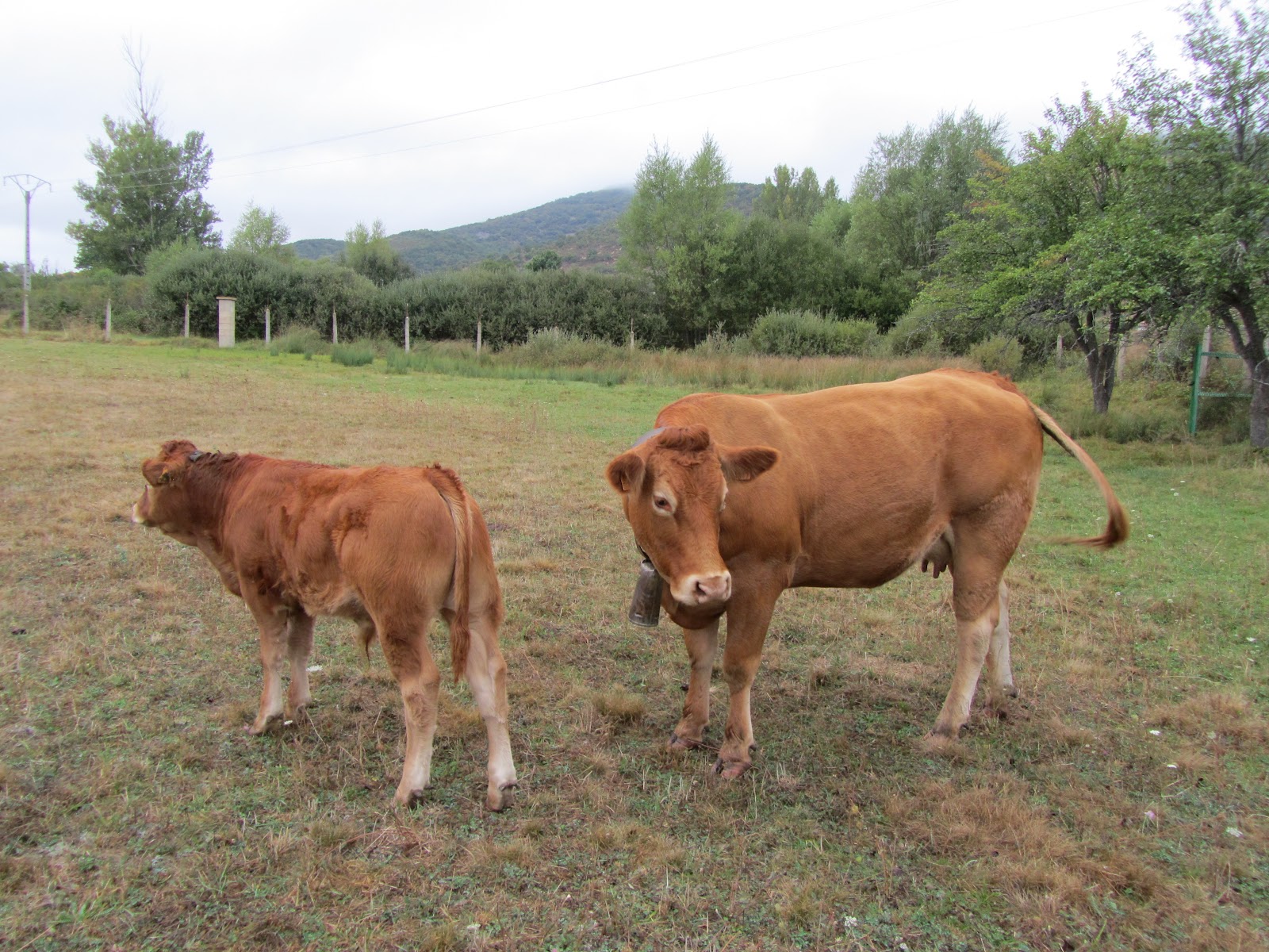 Venta De Vacas Limusinas En Andalucia