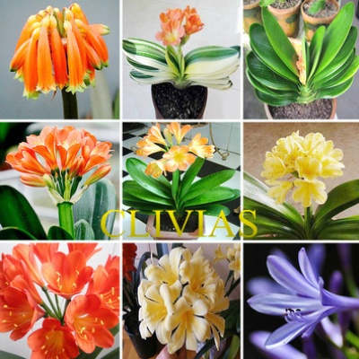 ✿CLIVIAS✿