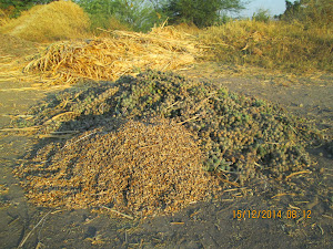 Harvesting of Castor  oil  plant seeds  for producing "CASTOR OIL".