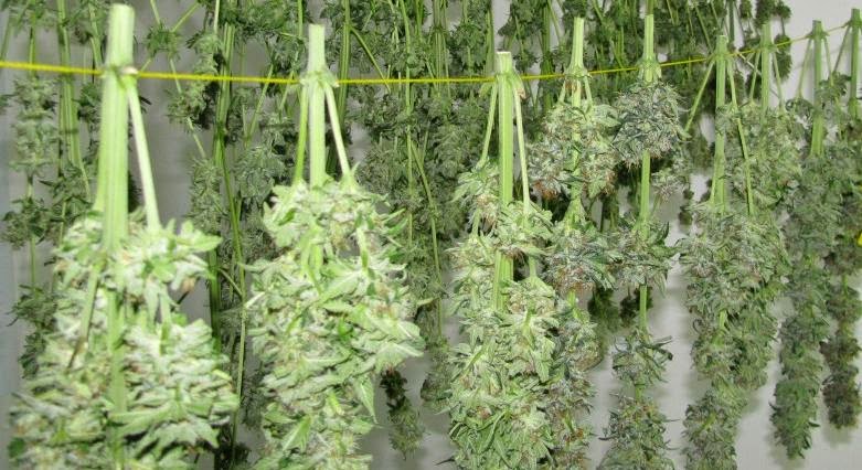 secar maconha cultivo de cannabis