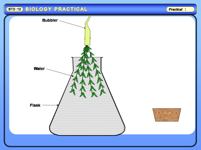 Cam pathway pdf picture