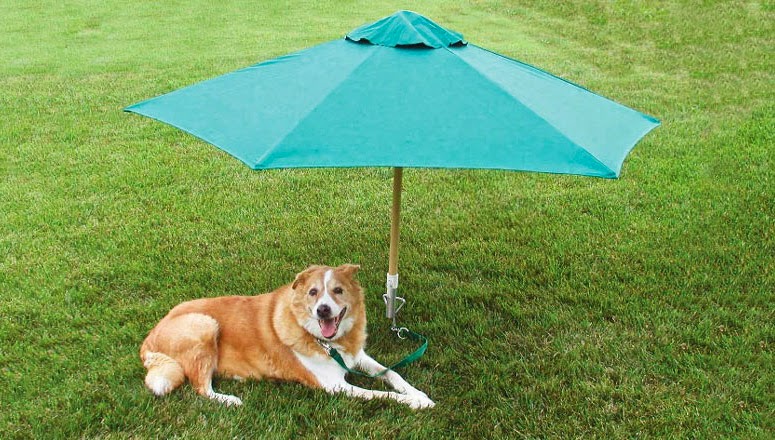 Dog Stake Pets At Home Dog Stake Pets At Home