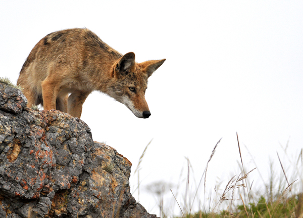 are coyotes dogs i animals when dogs and coyotes cross are coyotes dogs i animals when dogs and coyotes cross