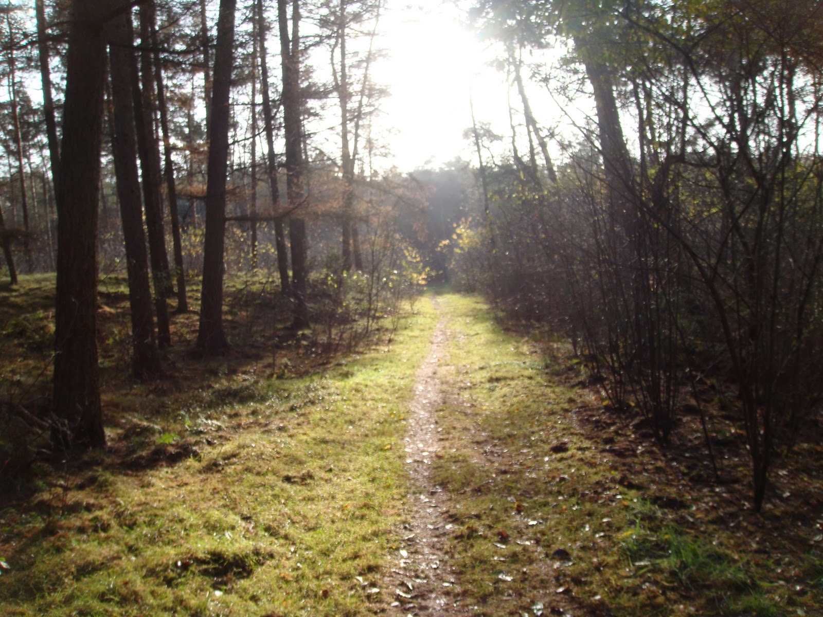 Iwannarun78: open trail klassement utrechtse heuvelrug