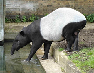 mountain tapir