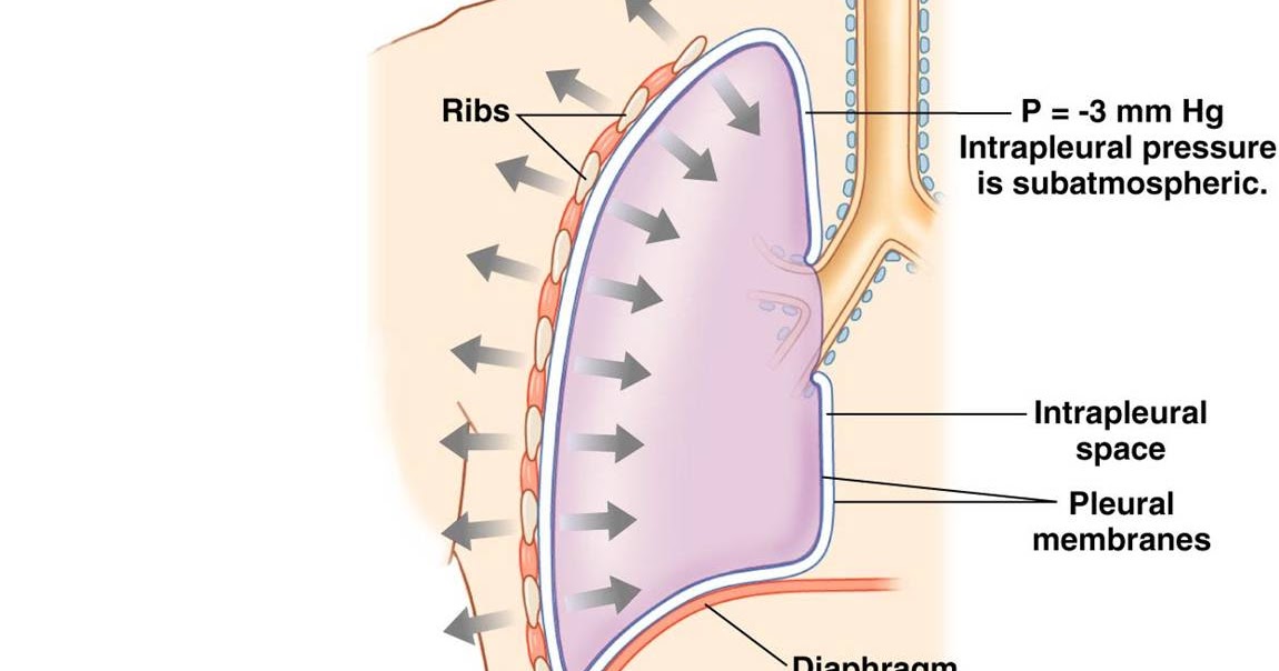 Ur Medstudy FREE Medical MCQs online MCQ 49 The intrapleural pressure