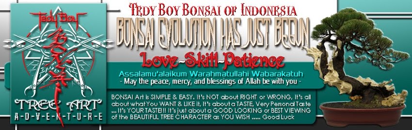 kontes bonsai 2016 indonesia