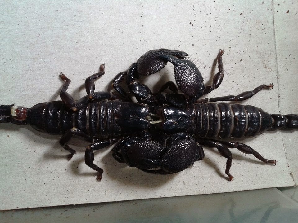 Daily news Black Scorpions Now worth more than Diamond, now caught