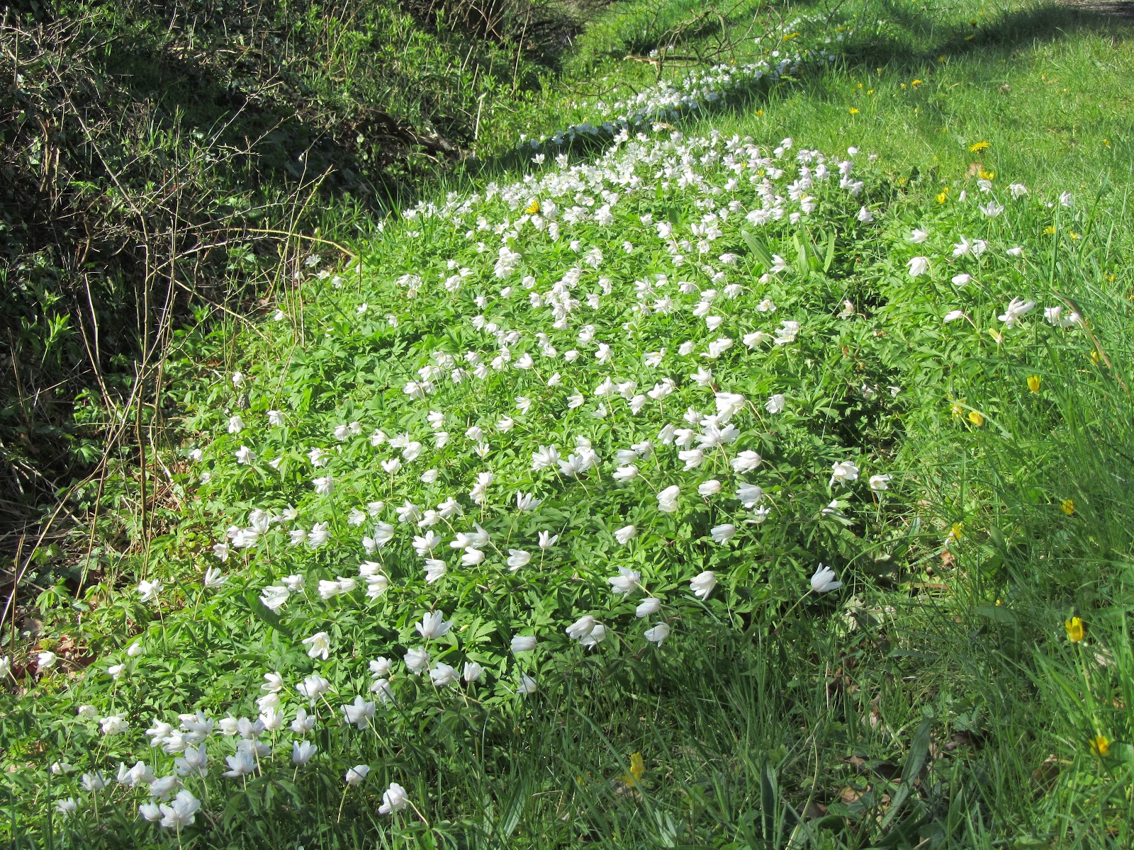 Narrowboat Armadillo Flowers and clouds.