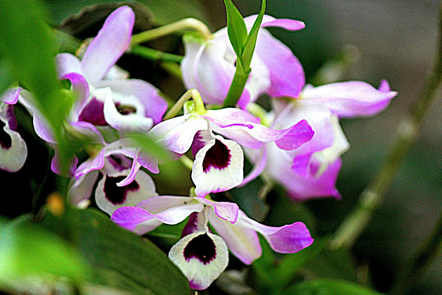 Orquídeas e fundo verde 