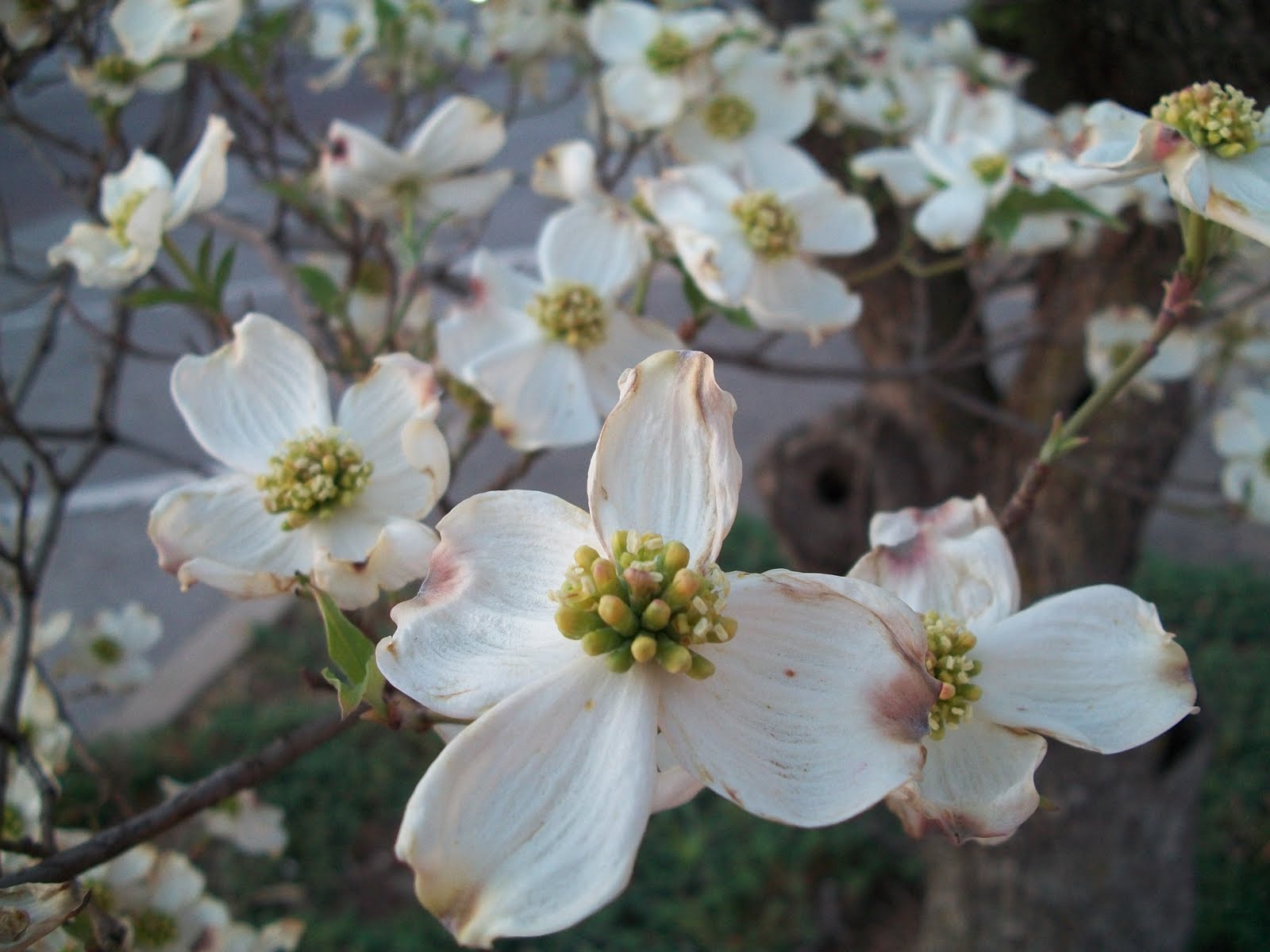 Cats, Kids and Crafts Dogwood Tree