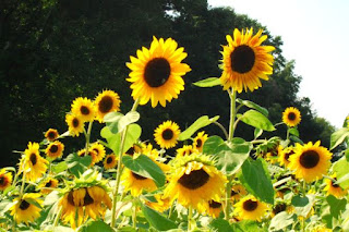 Girasoles para tu perfil