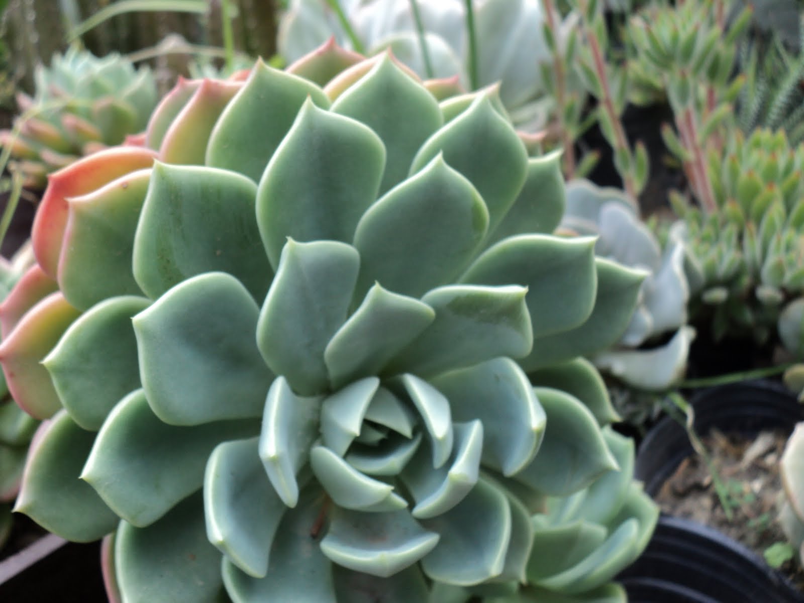 PLANTAS MORENAL CRASAS PLANTAS MORENAL CRASAS