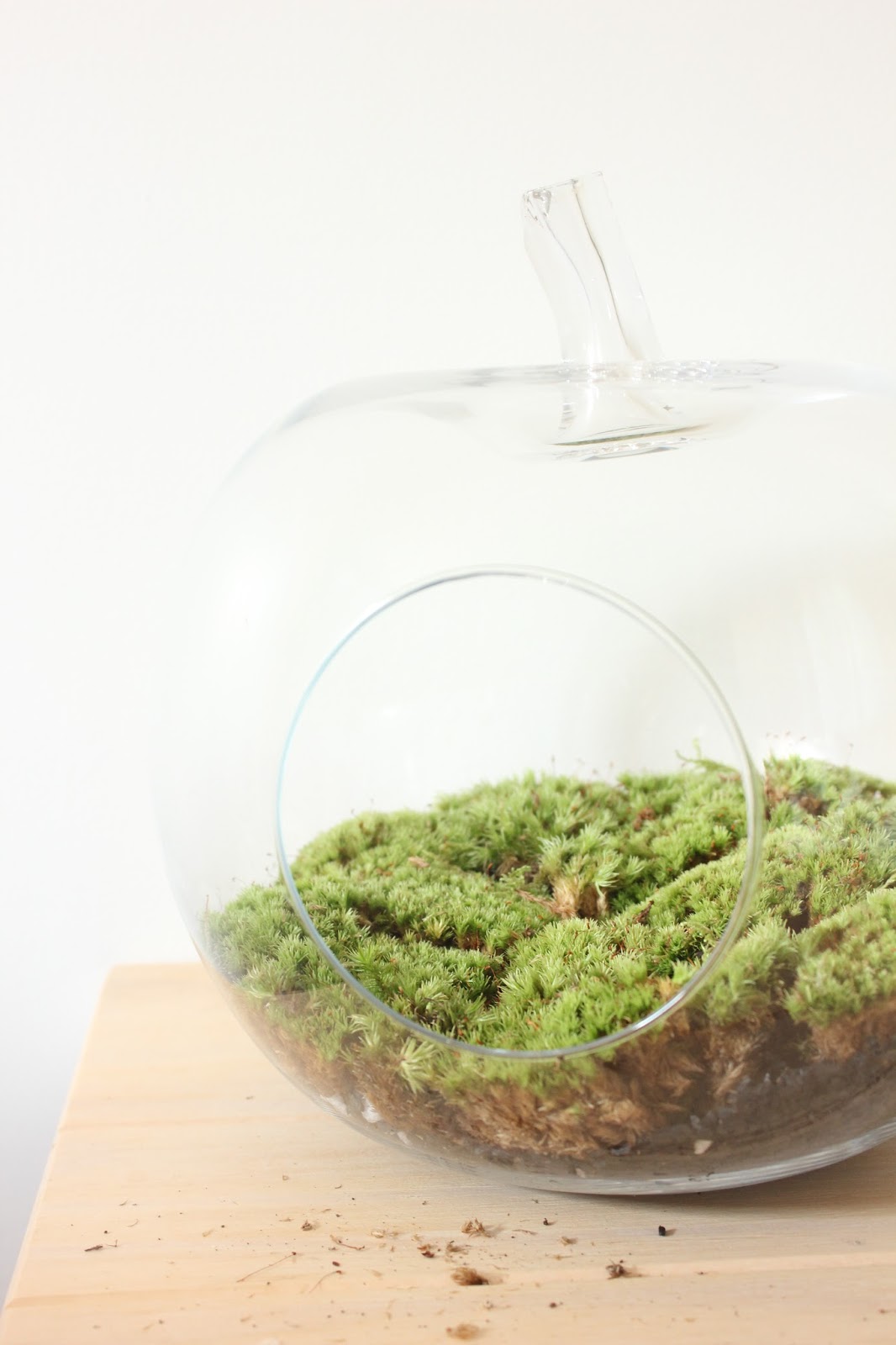 DIY fabriquer son terrarium