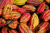 Cosses de cacao - Crédit : Didier Gentilhomme Cosses de cacao - Crédit : Didier Gentilhomme