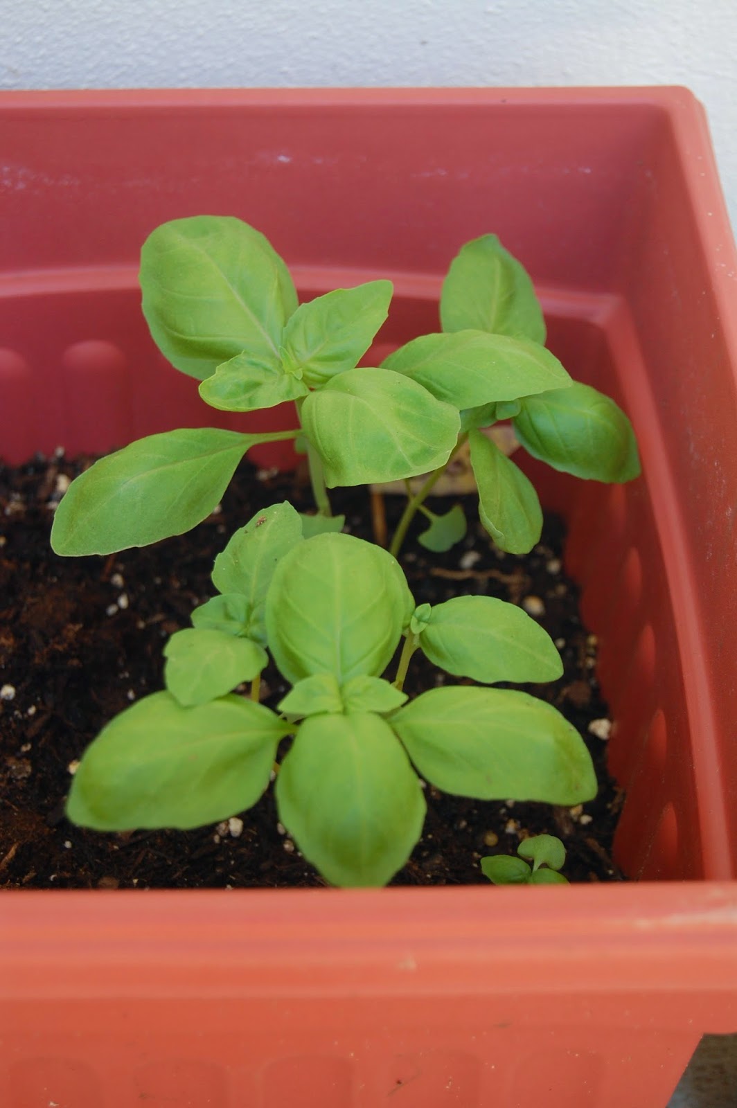 Potted Vegetable Garden 30 by 30 list
