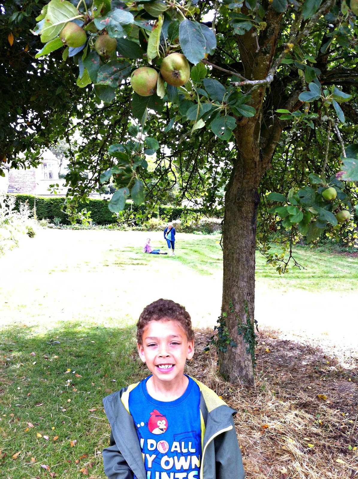 Trerice House, near Newquay Little Apple Tree