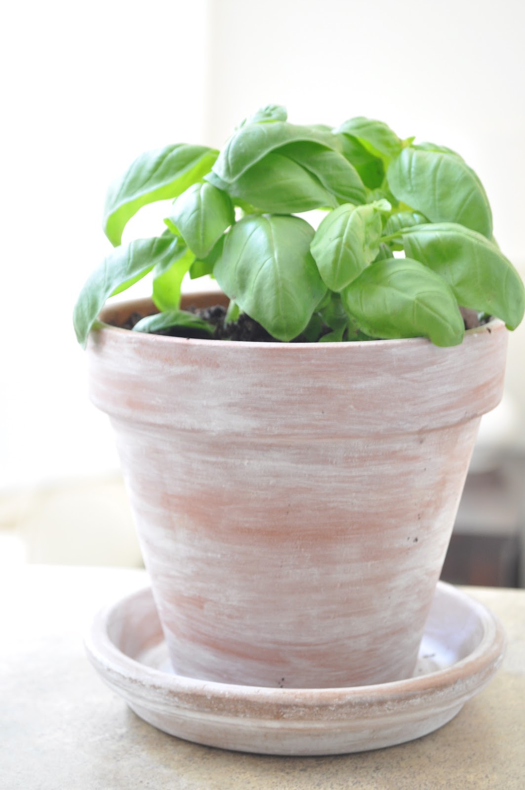 Olive & Gray DIY white washed terracotta pot