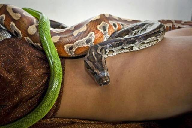 Reflexology - Massage python An employee demonstrates a spa massage with reflexology pythons Center in Bali October 27, 2013, in Jakarta, Indonesia.