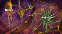 Neuron and its supportive structures
