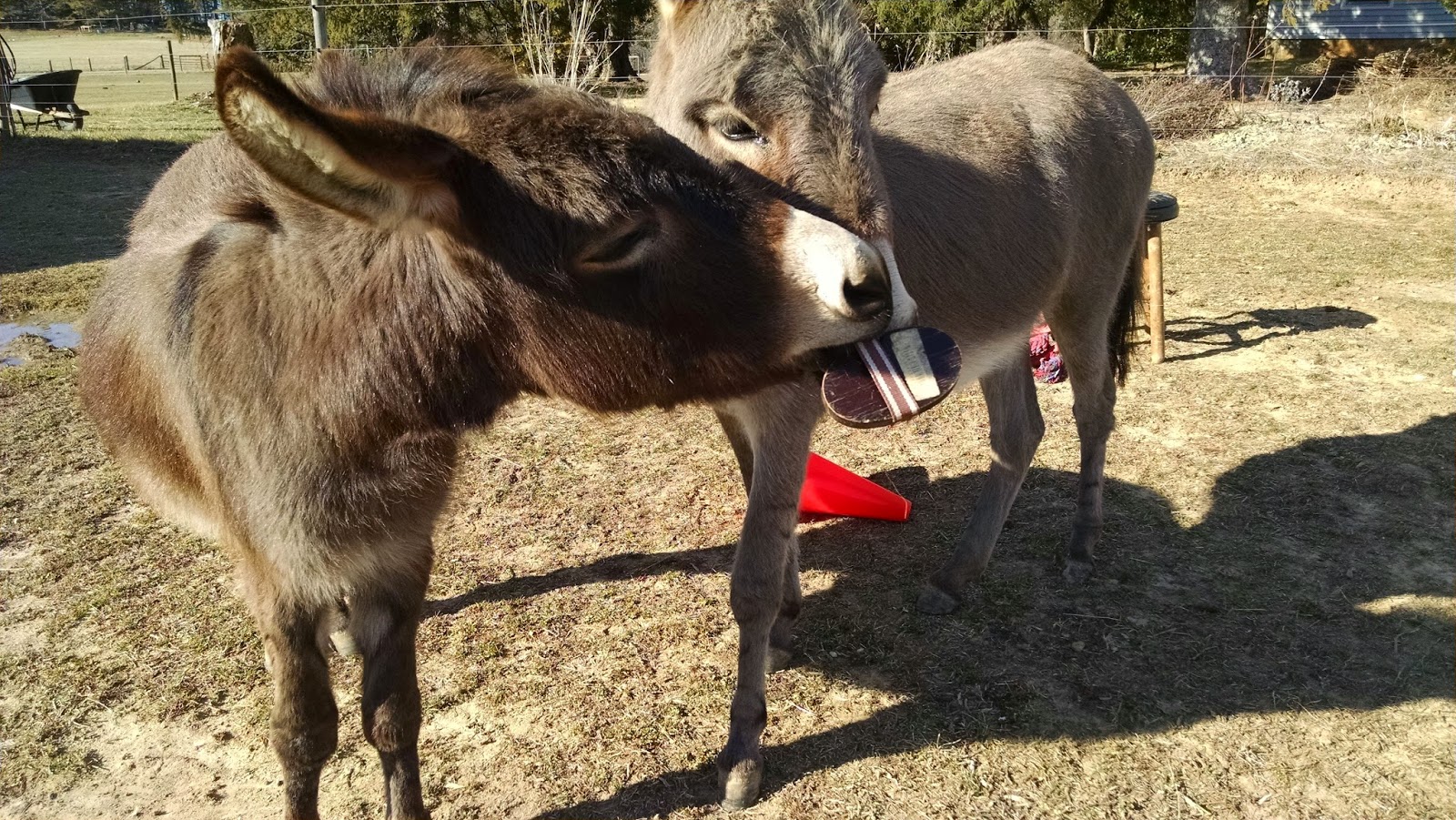 Our Tiny Farm in Western NC Pictures of Our MiniDonkeys