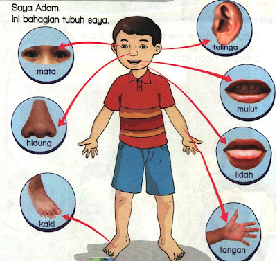 Bahagiantubuh badan manusia adalah penting untuk melakukan pelbagai