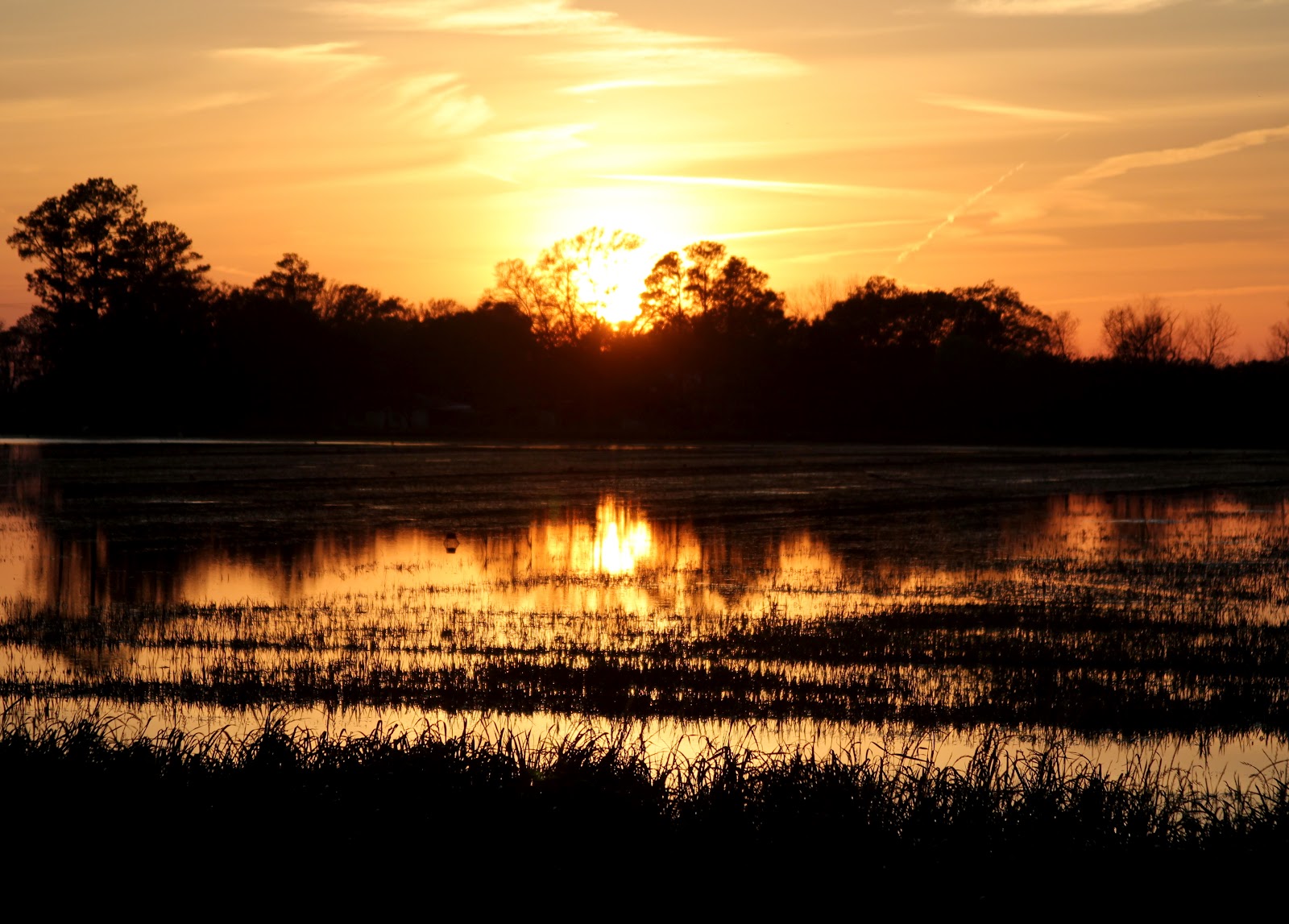 Joie de Vivre Louisiana Sunset